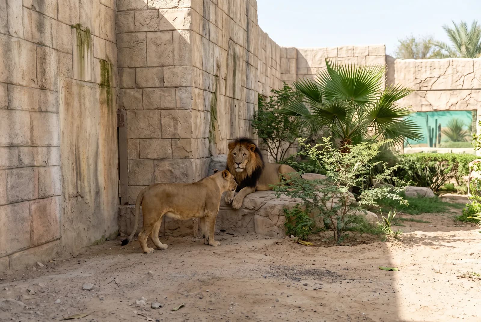 Жираф и другие животные на территории зоопарка Emirates Park Zoo